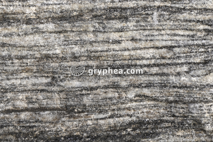 Gneiss - détail - gryphea.com